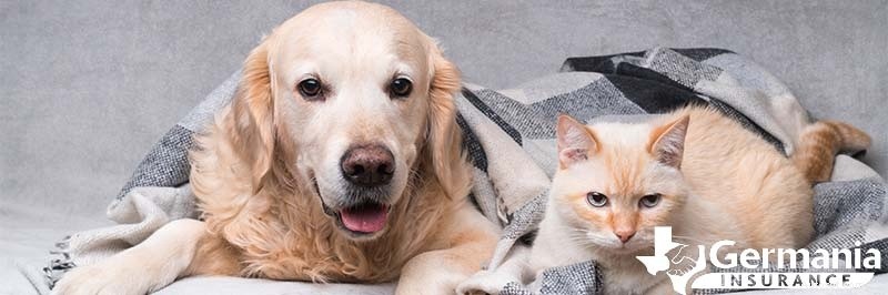 Winterhuisdierveiligheid:tips van experts om honden en katten warm te houden bij koud weer 