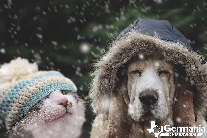 Winterhuisdierveiligheid:tips van experts om honden en katten warm te houden bij koud weer 