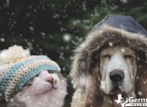 Winterhuisdierveiligheid:tips van experts om honden en katten warm te houden bij koud weer 