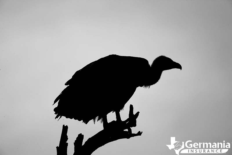 Texas s 6 griezelige maar onschadelijke wezens die je moet kennen 