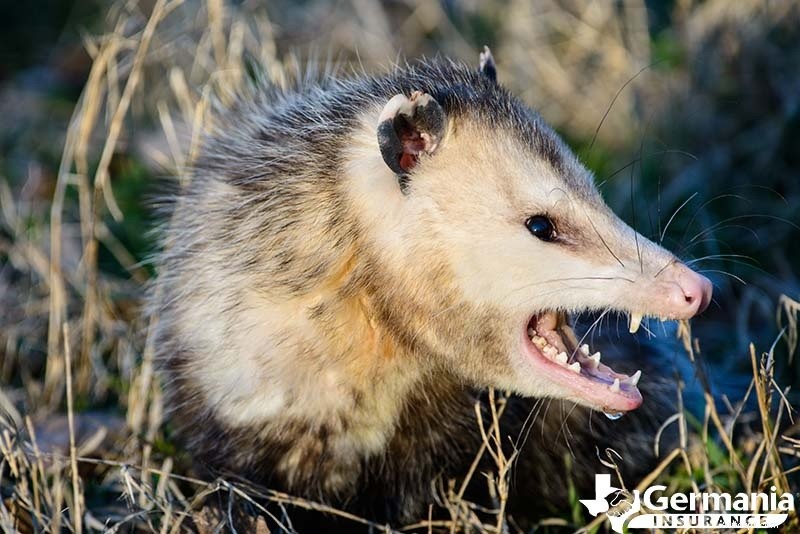 Texas s 6 griezelige maar onschadelijke wezens die je moet kennen 