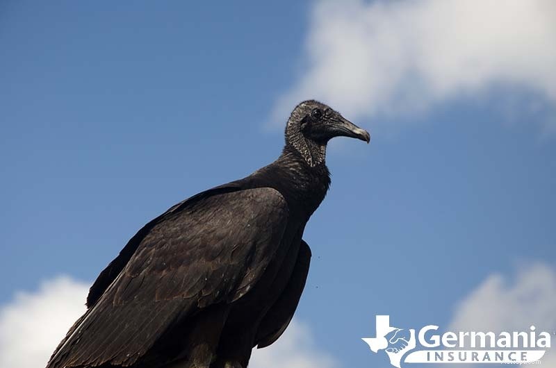 Texas s 6 griezelige maar onschadelijke wezens die je moet kennen 