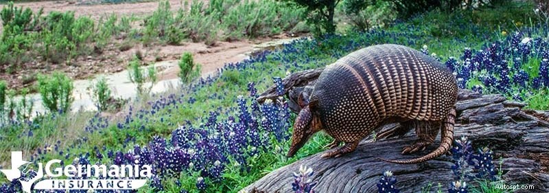 20 Texas State-symbolen die elke Texaan moet kennen 