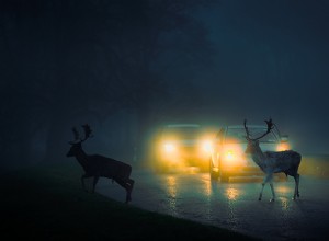 Botsingen met herten vermijden:tips van experts voor veiliger rijden 